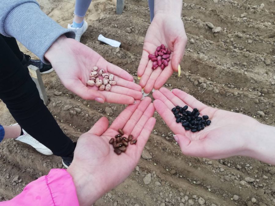 Селекции и генетики