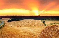 Открытие тематической фотовыставки «Уборка хлеба - дело всенародное»