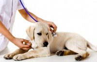 Practical training in the veterinary clinic