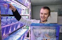 Аспирантке факультета биотехнологии и аквакультуры  Жариковой А.О. выделен грант БРФФИ